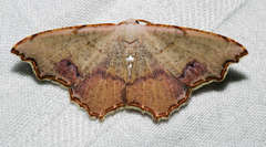 Epicompsa xanthocrossa