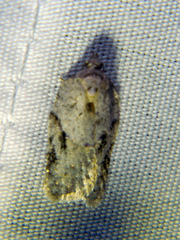 Acleris placidana