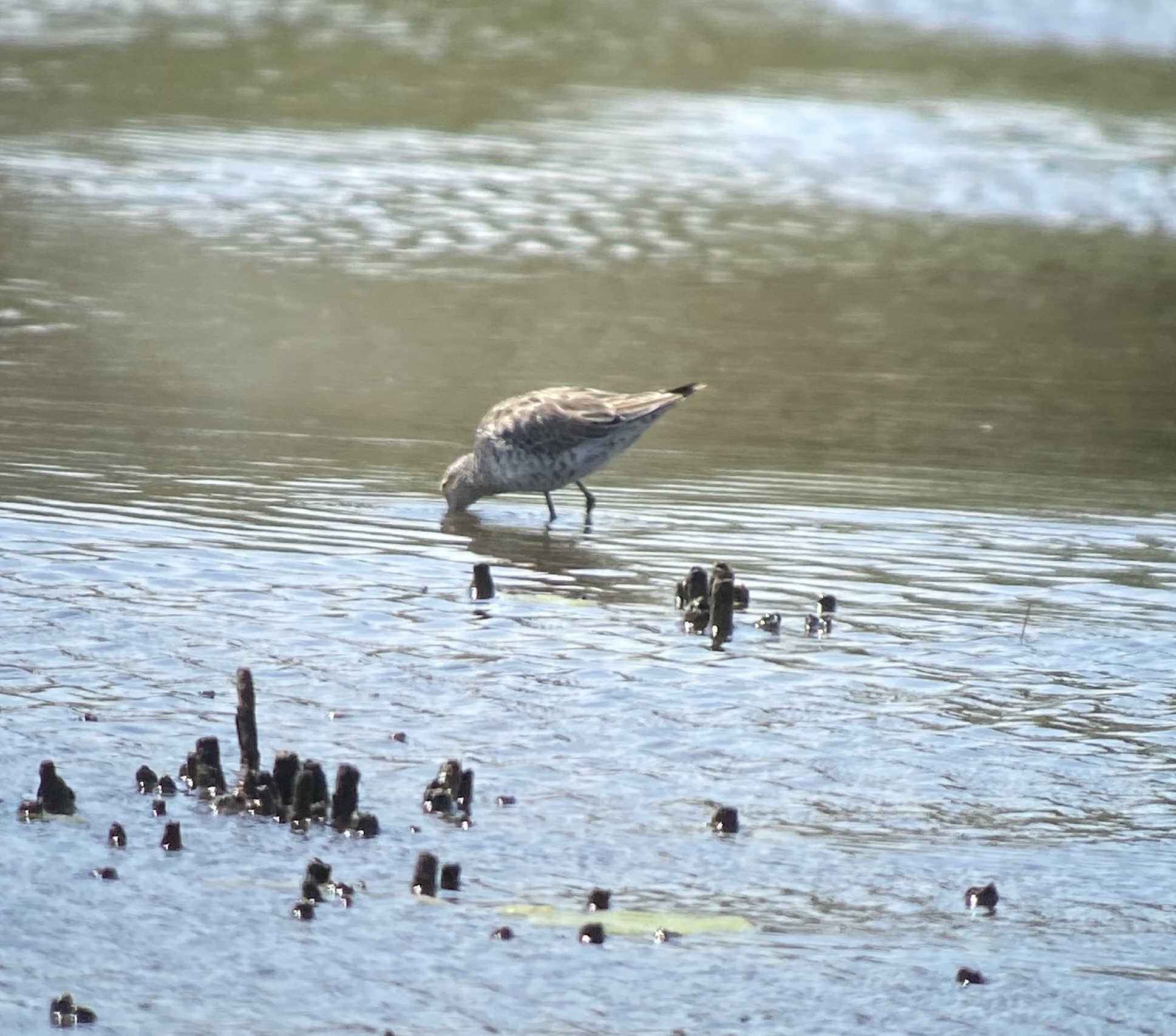 Stilt Sandpiper