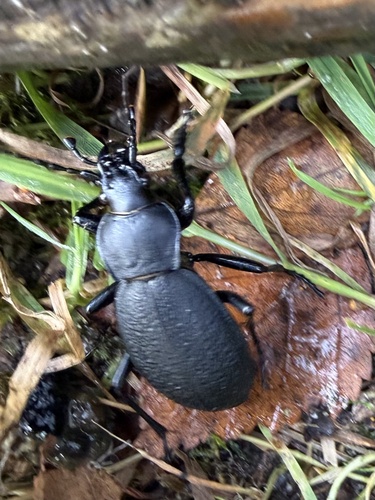 Leather Beetle