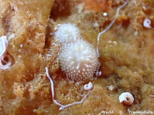 Disporella observed 2026-09-14