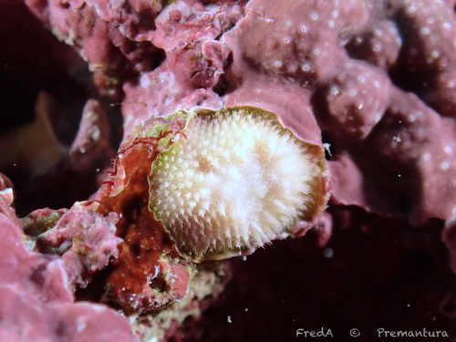 Disporella observed 2026-09-14