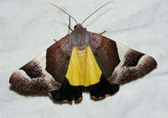 Niceteria macrocosma