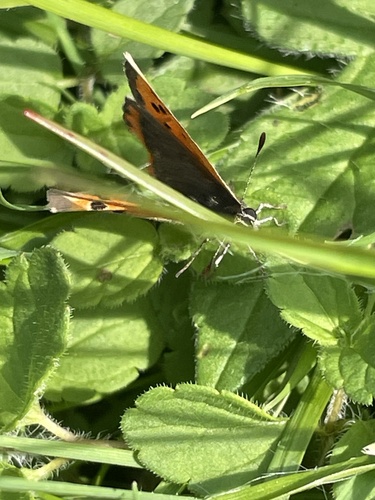 Small Copper