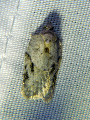 Acleris placidana