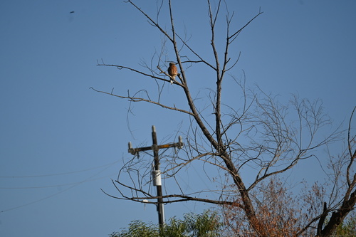 Red-shouldered Hawk