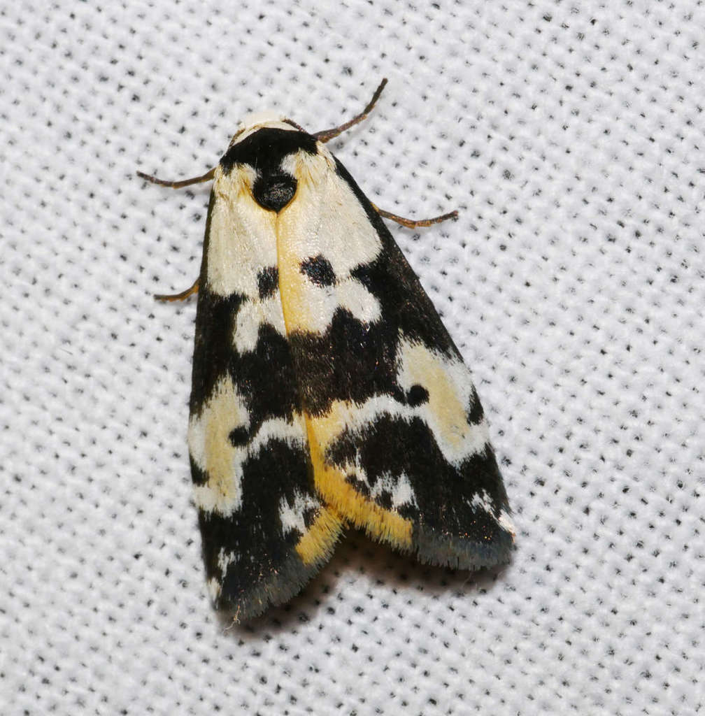 Thallarcha pellax