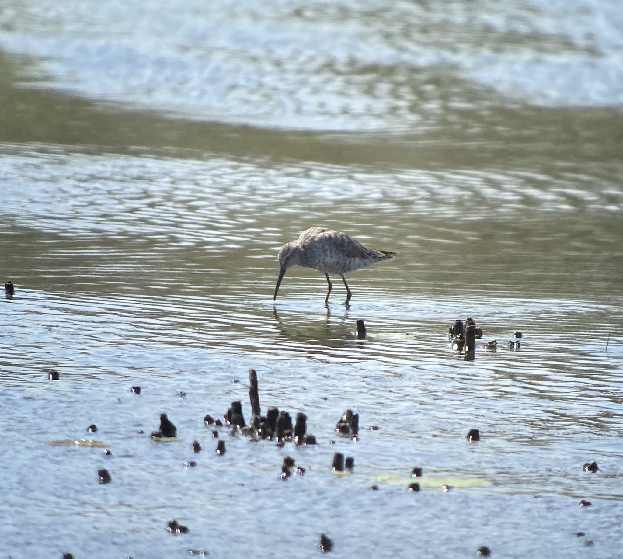 Stilt Sandpiper