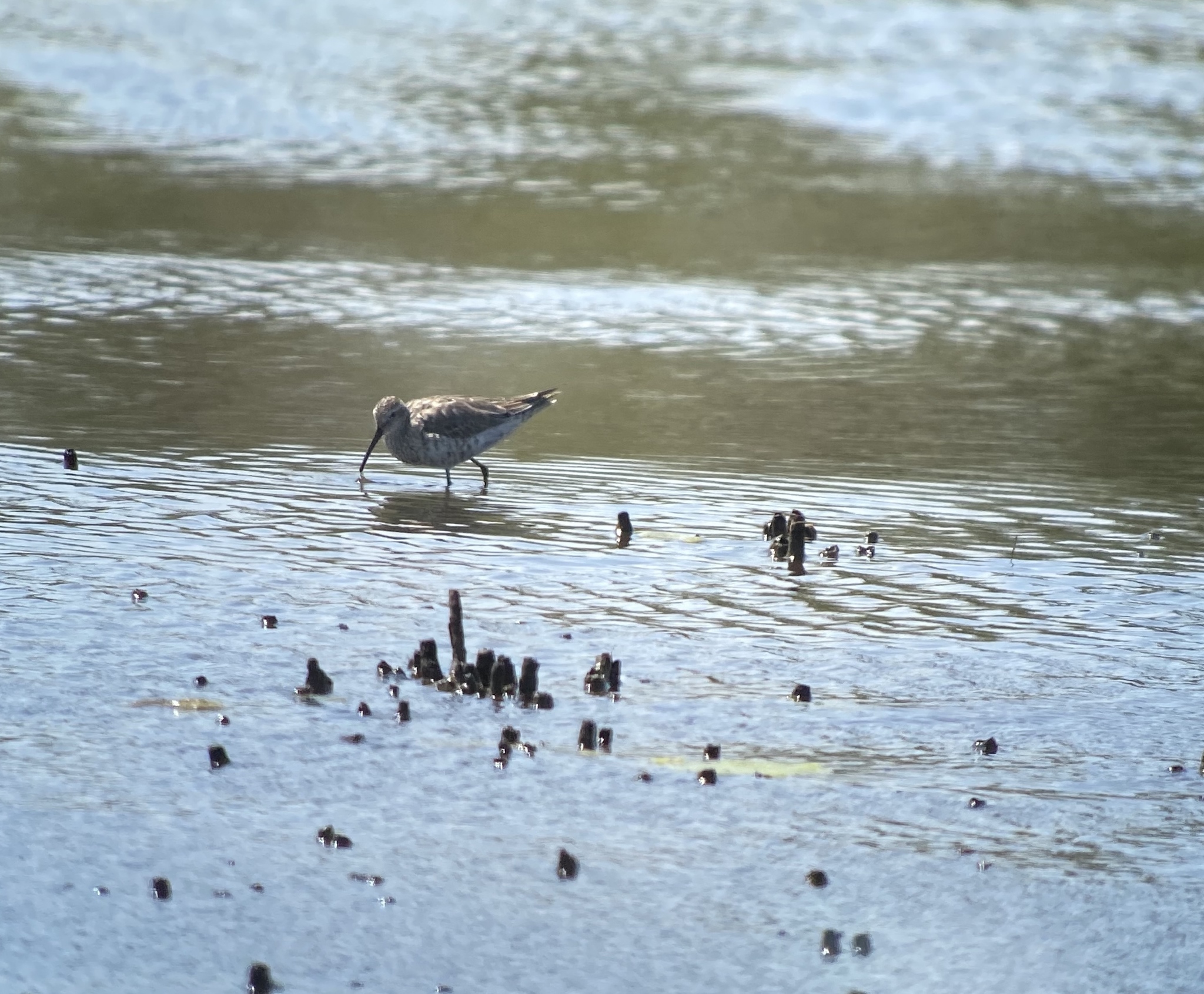 Stilt Sandpiper