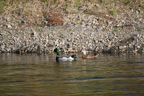 Mallard