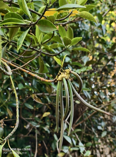 Bruguiera cylindrica observed 2026-09-28