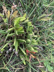 Asclepias asperula