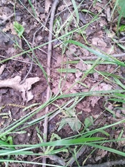 Carex oxylepis pubescens