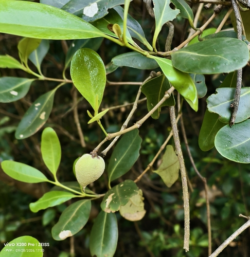 Avicennia officinalis observed 2026-09-28