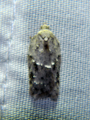 Acleris placidana