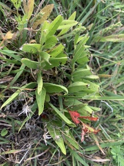 Asclepias asperula