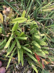 Asclepias asperula