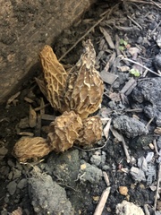 Morchella rufobrunnea