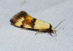 Temnogyropa stenomorpha