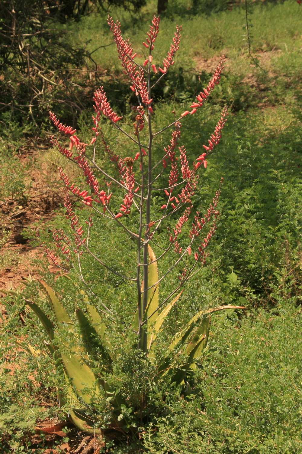 Aloe secundiflora