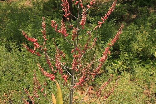 Aloe secundiflora image