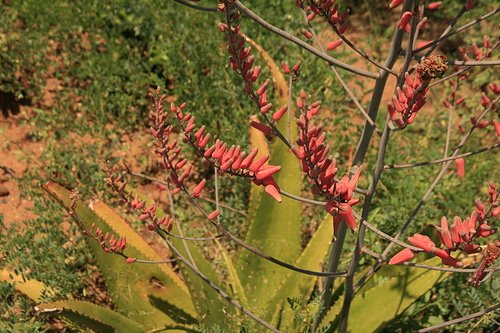Aloe Secundiflora · Naturalista Mexico 8310