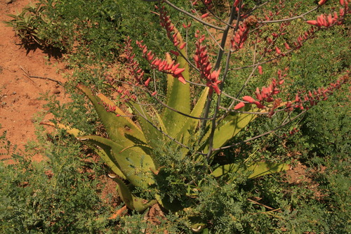 Aloe secundiflora image