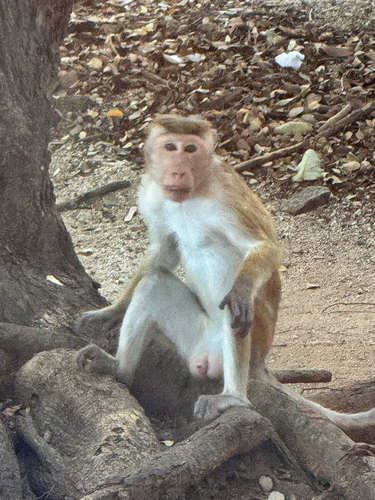 Toque Macaque