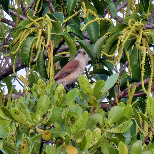 Burmese Shrike