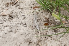 Holbrookia propinqua