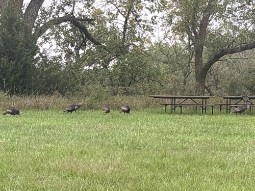 Wild Turkey