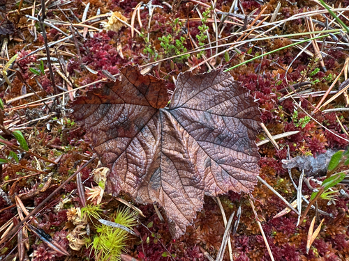 cloudberry