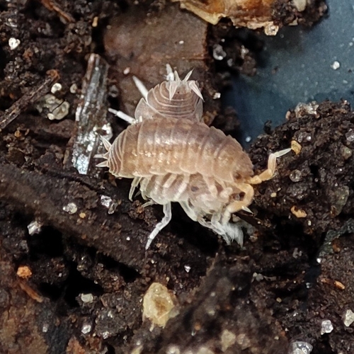 Nagurus nanus