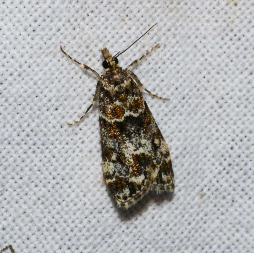 Scoparia syntaracta