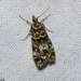Scoparia syntaracta - Photo (c) Cathy Powers, some rights reserved (CC BY), uploaded by Cathy Powers