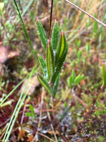 Wild Rosemary