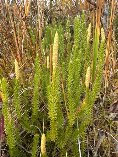 interrupted clubmoss