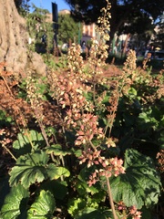 Heuchera maxima