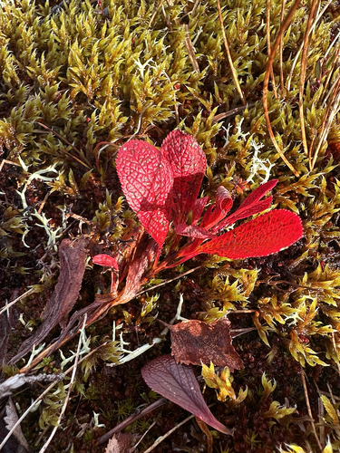 alpine bearberry