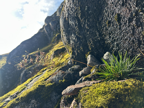 Alpine Bluegrass