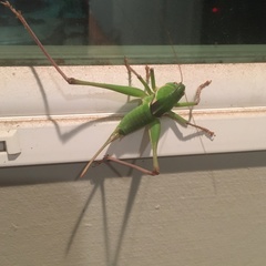 Pediodectes haldemanii