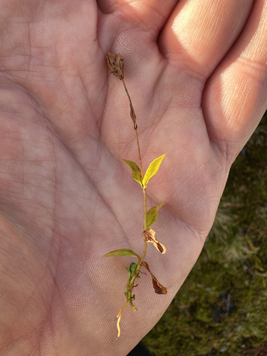 Alpine Speedwell