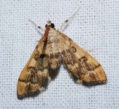 Nacoleia glageropa