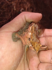 Dendroctonus