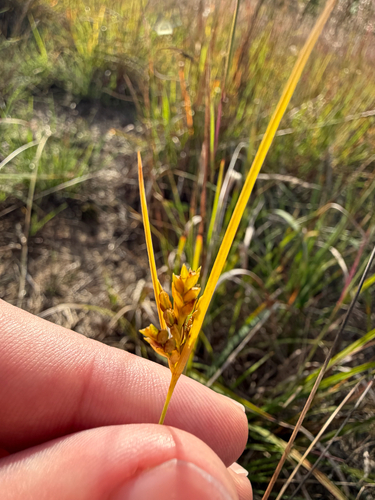 Cyperus schweinitzii observed 2026-09-27