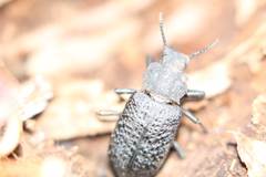Iphthiminus opacus
