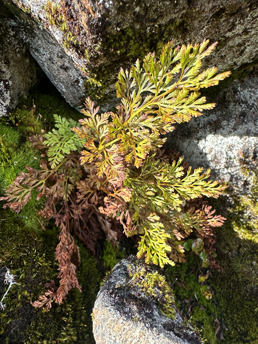 parsley fern