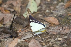 Polyura dolon