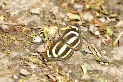 Neptis manasa