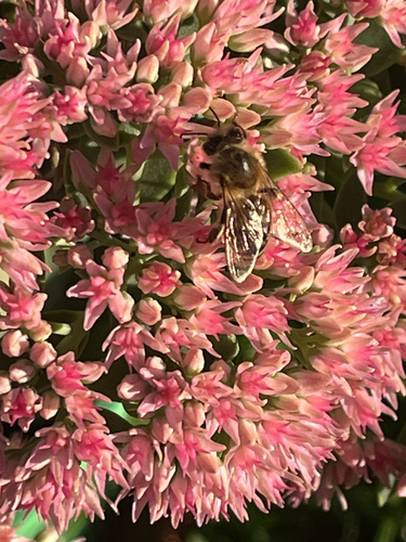 Western Honey Bee